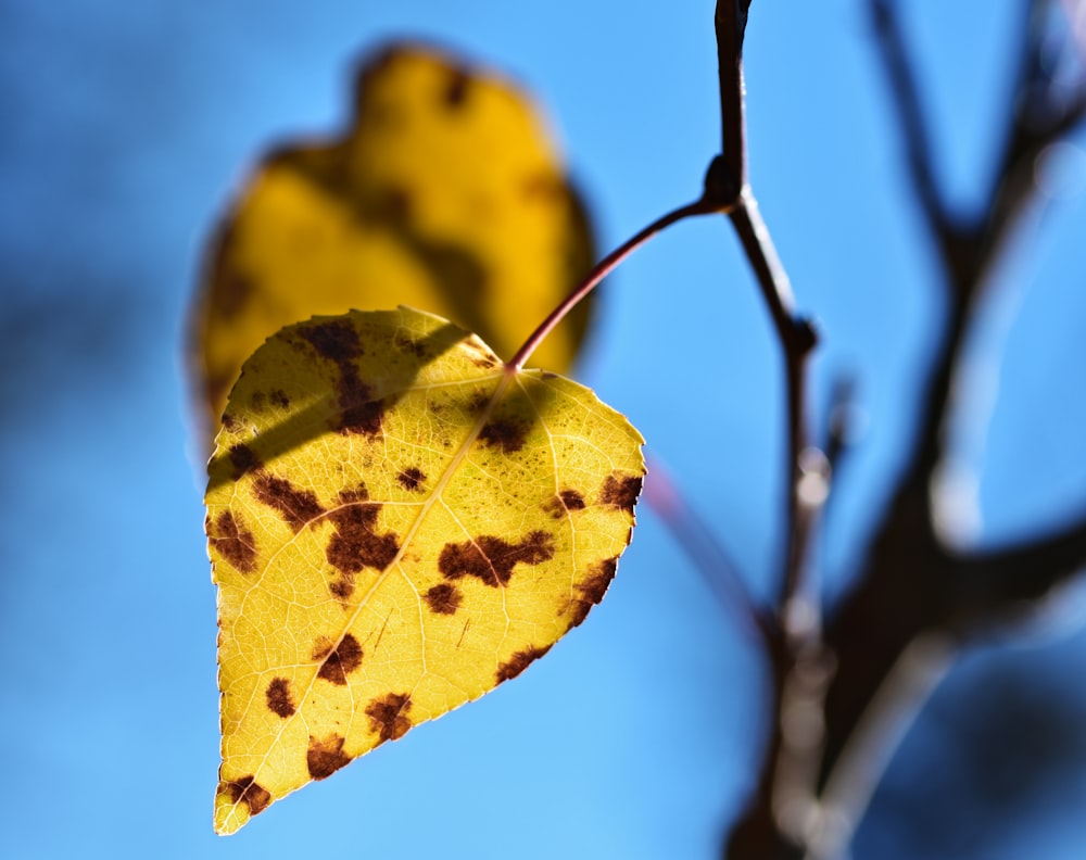 a yellow leaf with brown spots on it