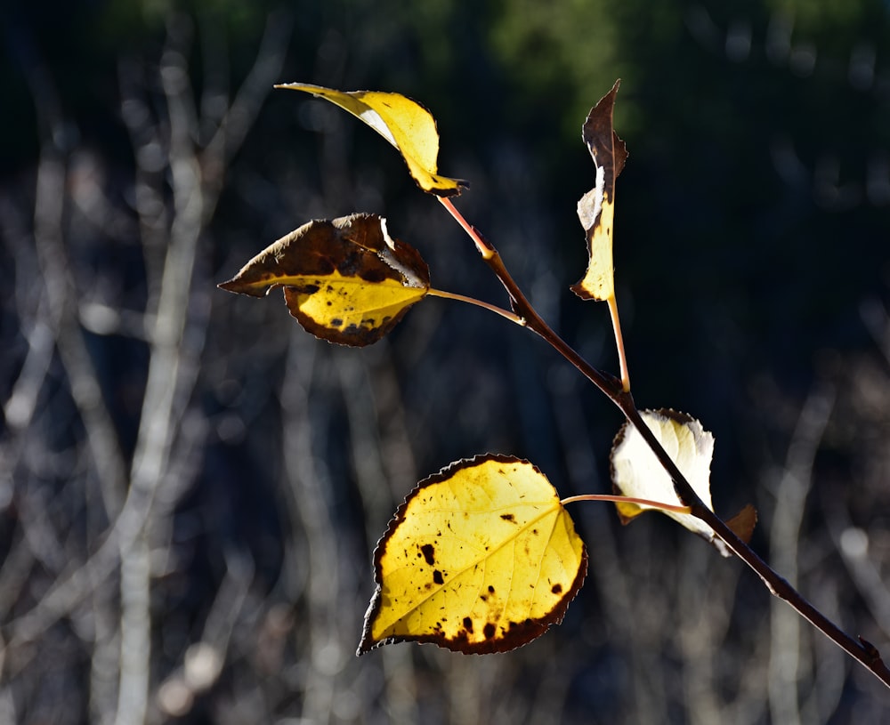 a yellow and brown leaf on a tree branch