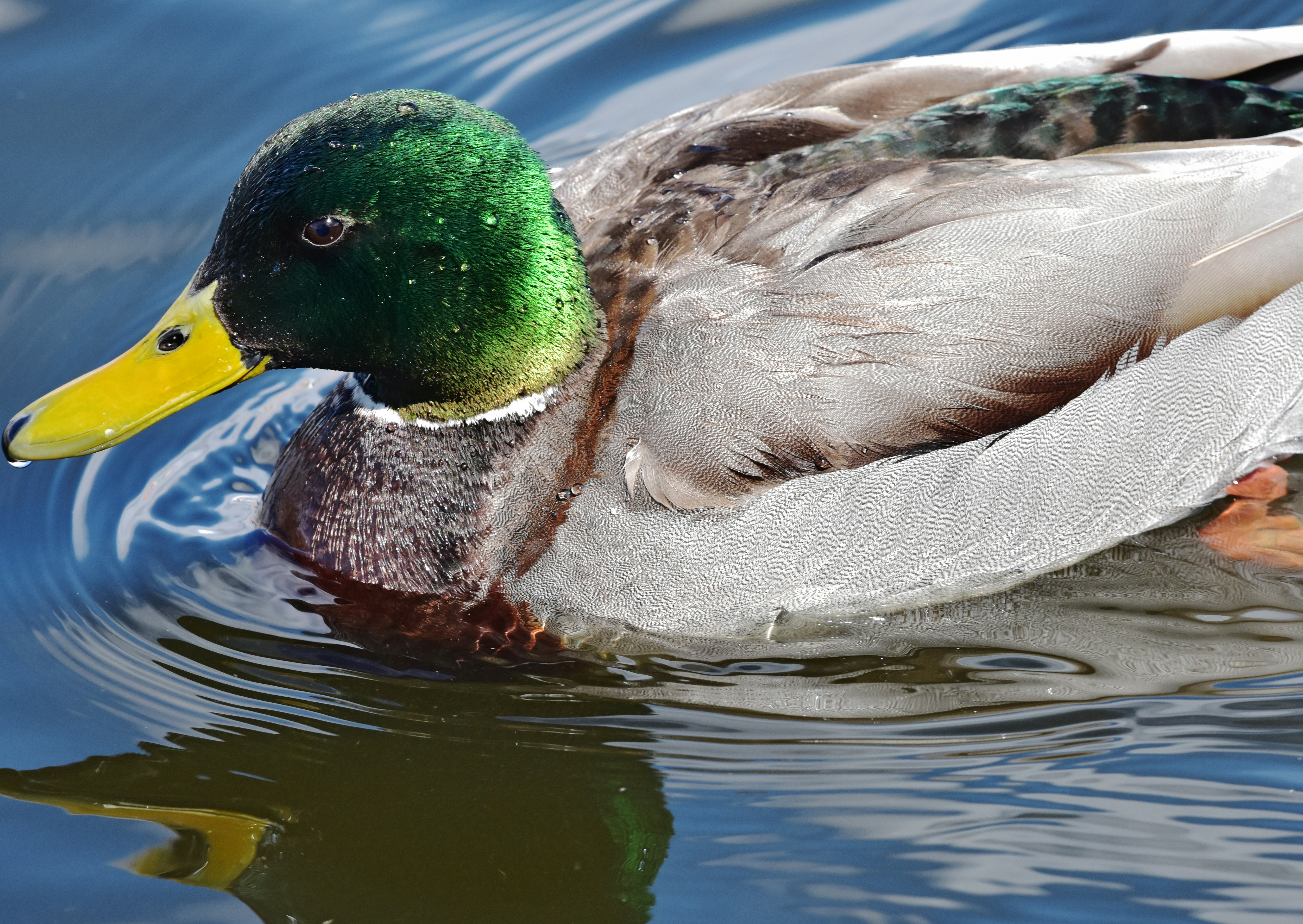 Best 500  Mallard Duck Pictures Download Free Images on Unsplash