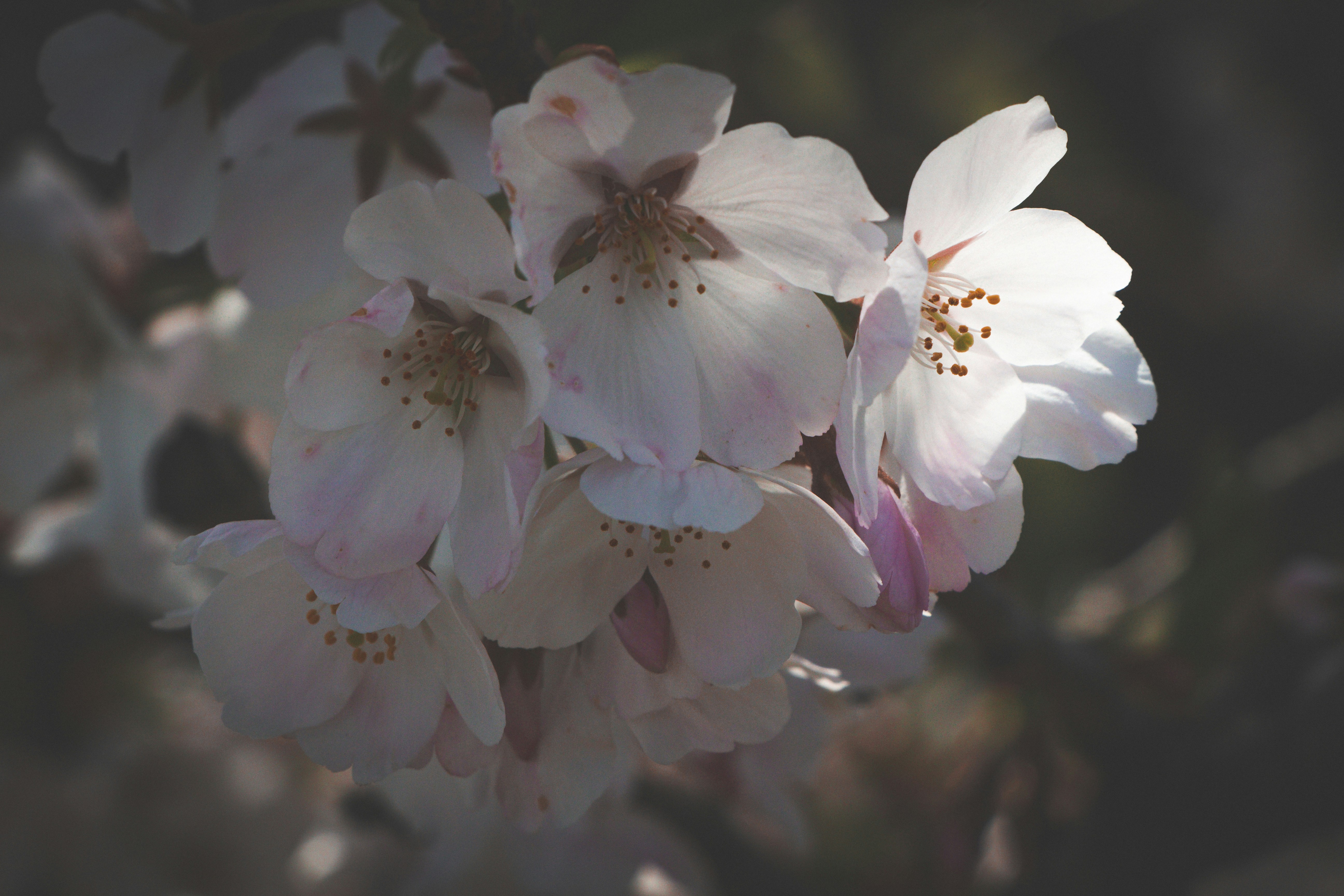 Photo by enkuu