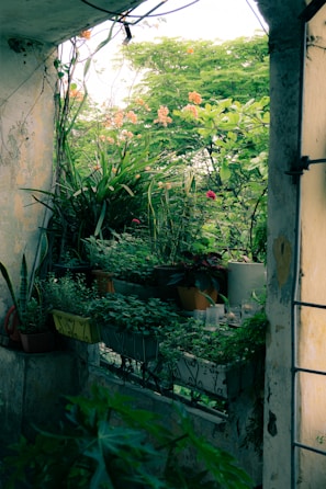 A cozy balcony corner with large ceramic pots filled with lush green plants.