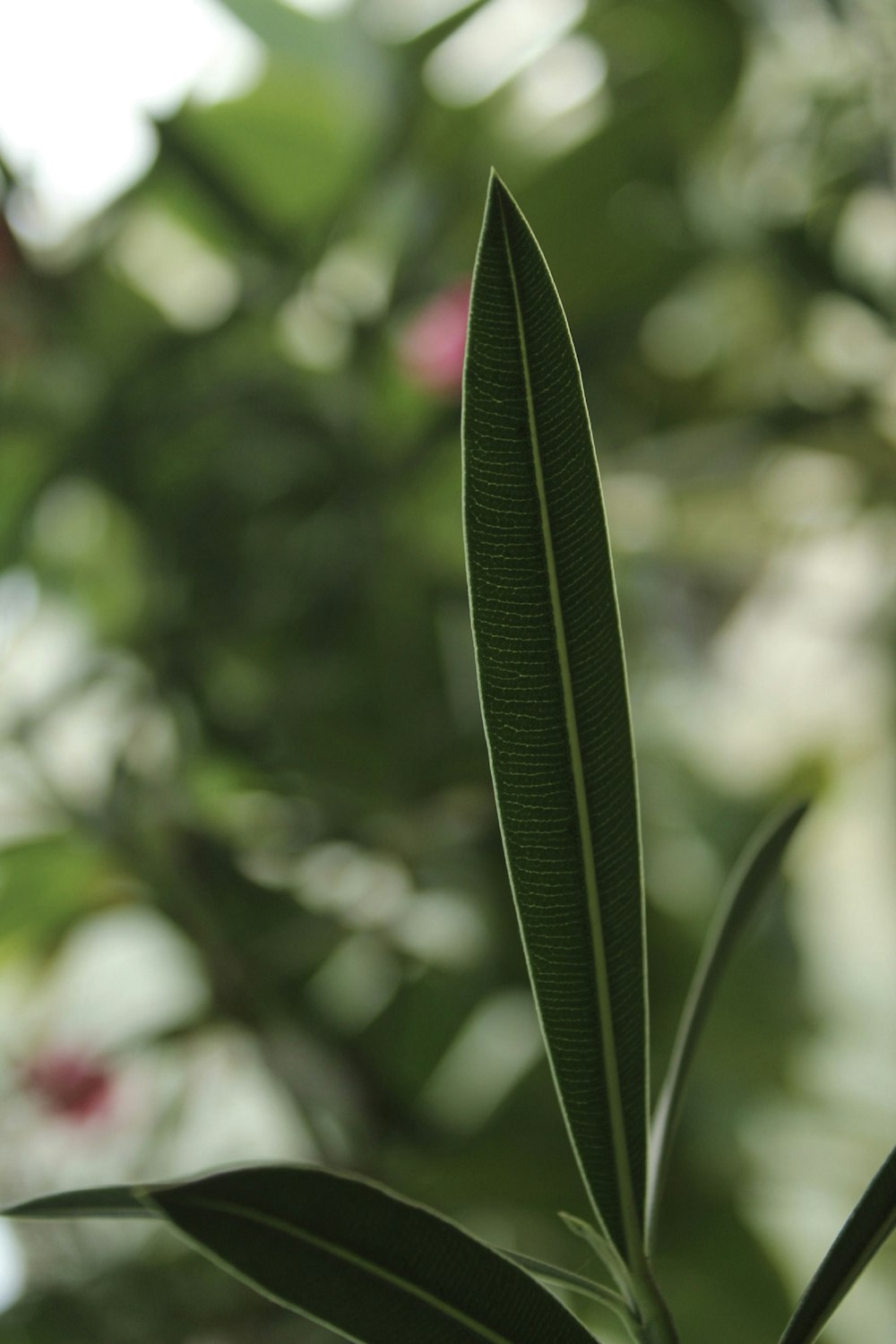 a close up of a green leaf on a tree