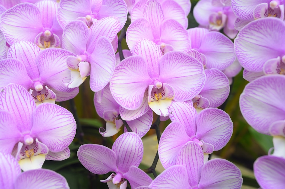 a close up of a bunch of purple flowers