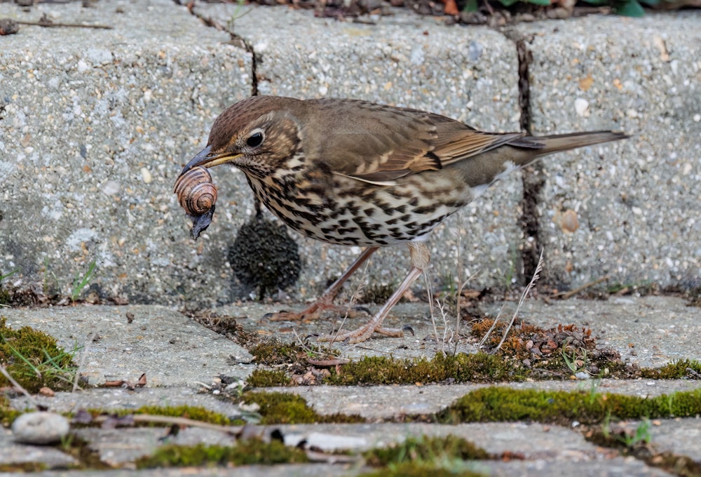 a brown and white bird with a worm in it's mouth