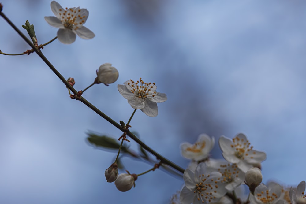 a close up of a branch with white flowers