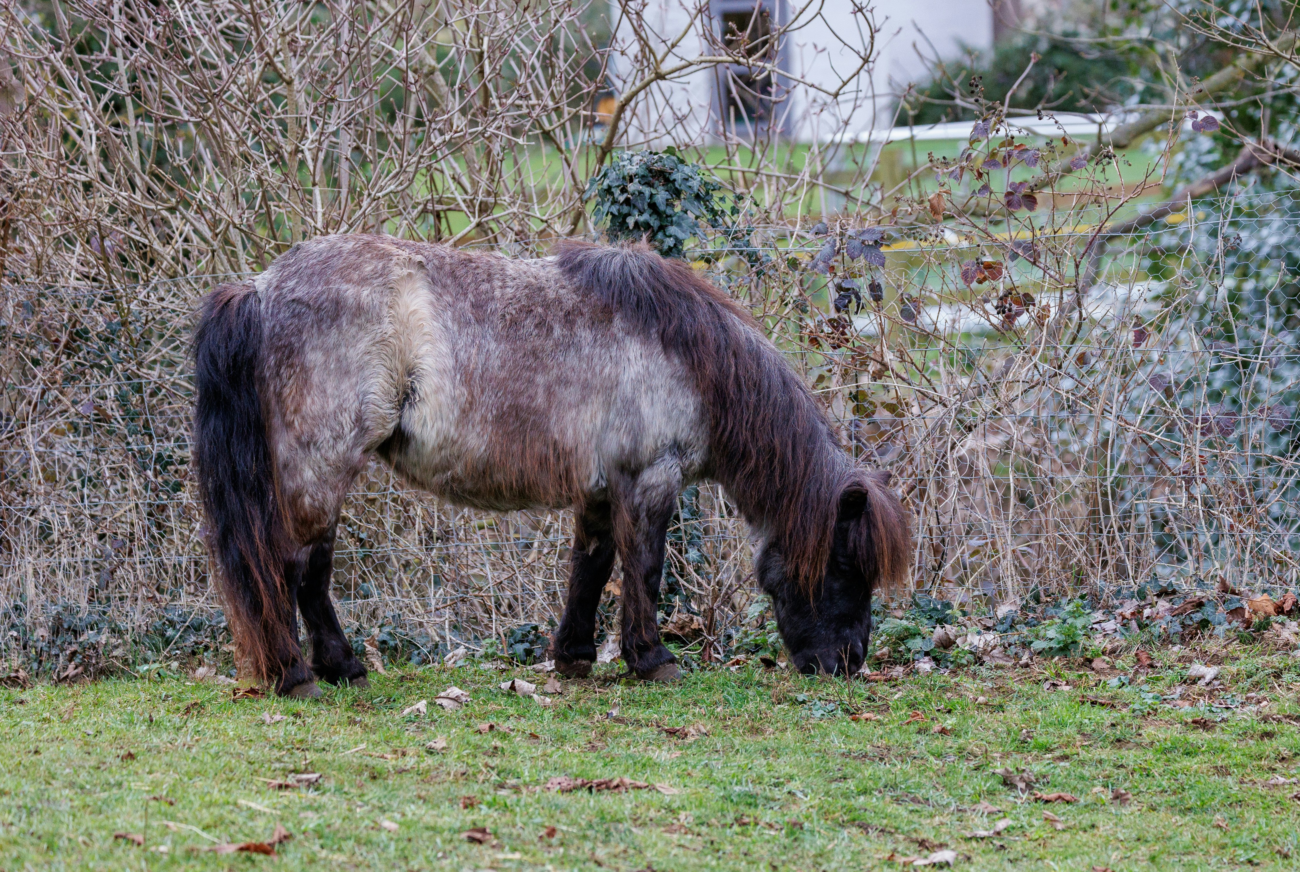 a horse is eating grass in a field