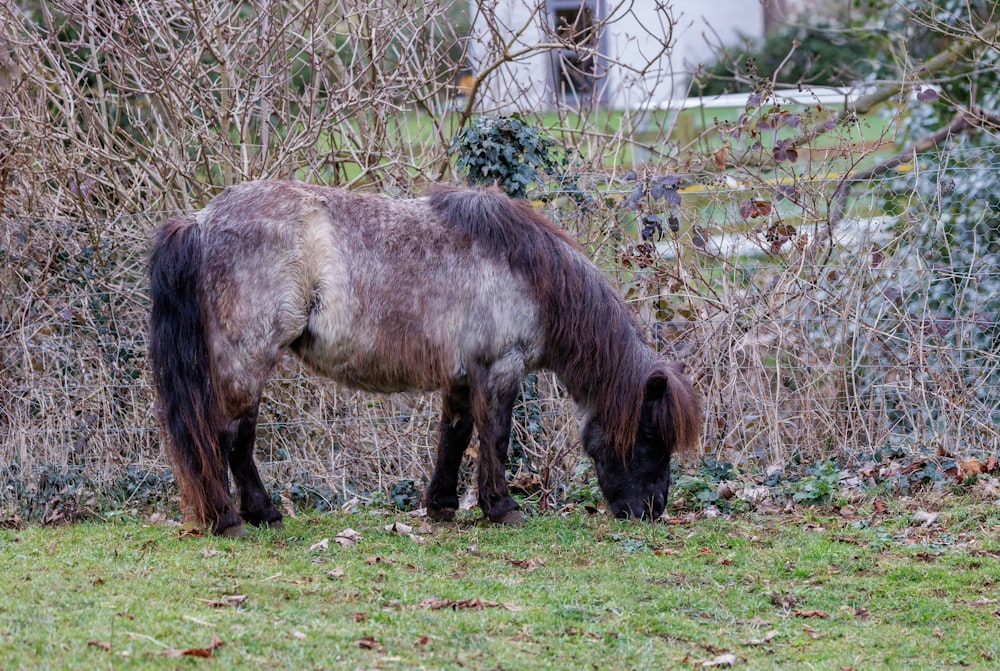 a horse is eating grass in a field