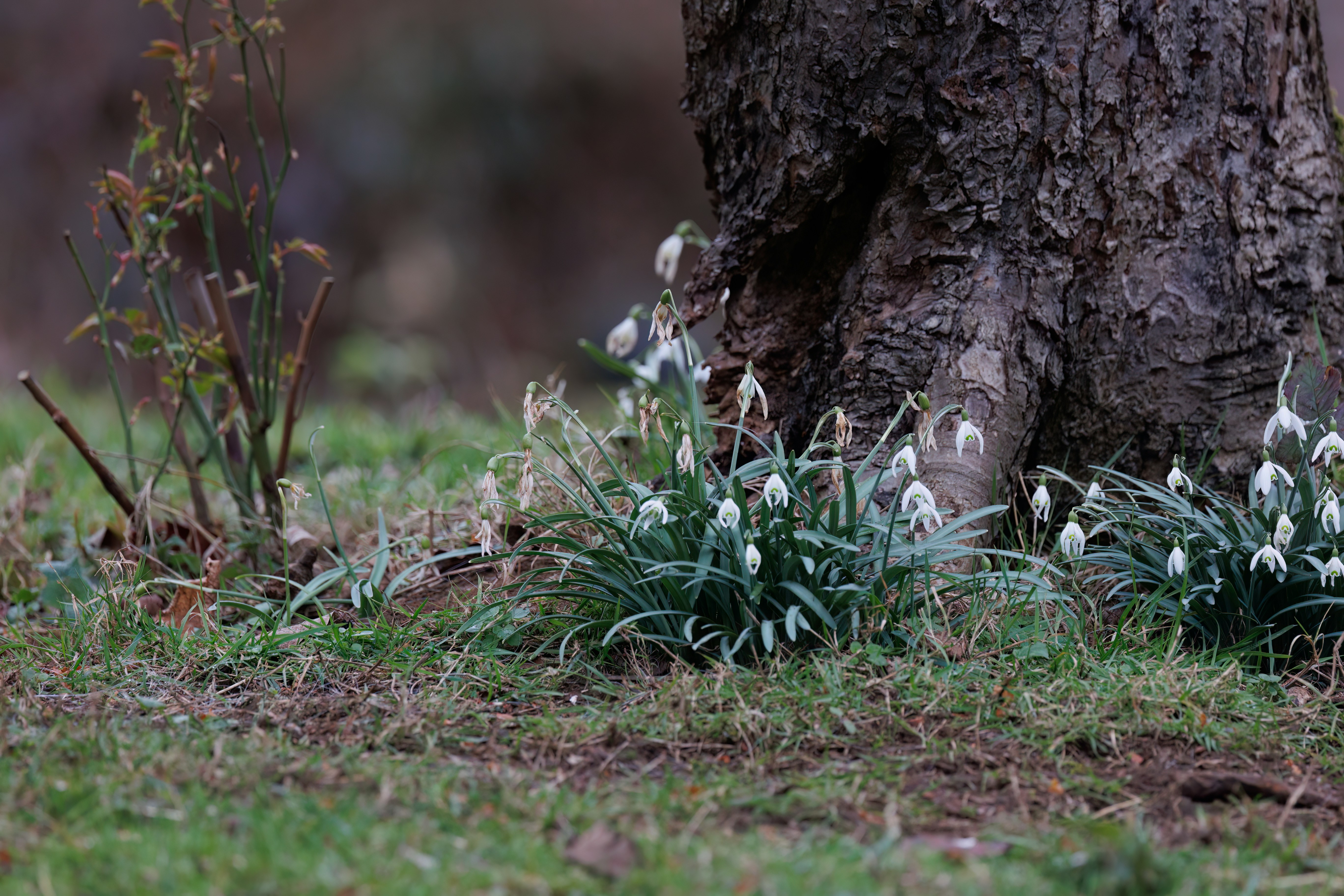 a group of small white flowers next to a tree