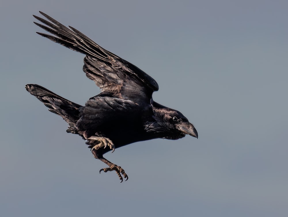 a large black bird flying through a blue sky