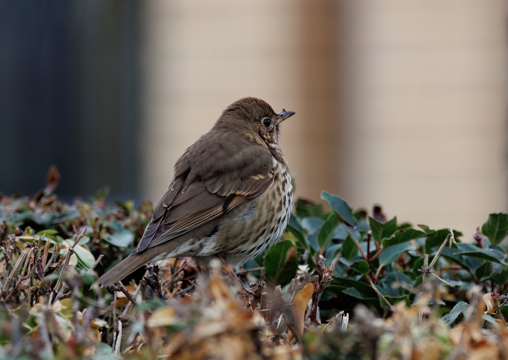 a small brown bird sitting on top of a bush