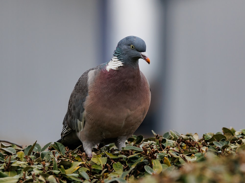 a pigeon sitting on top of a pile of leaves