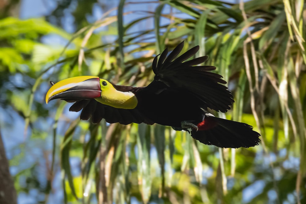 a bird with a yellow beak flying through the air