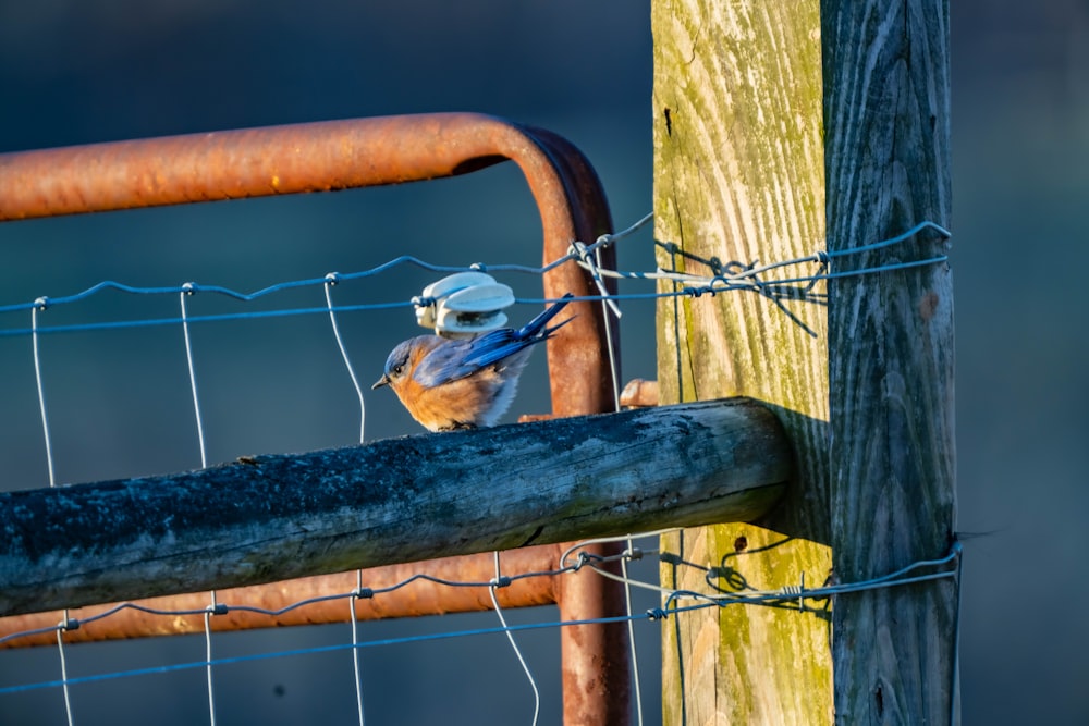 a small blue bird perched on top of a wooden post