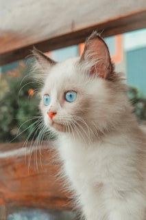 A playful Russian Blue kitten with striking green eyes perched on a soft blanket.