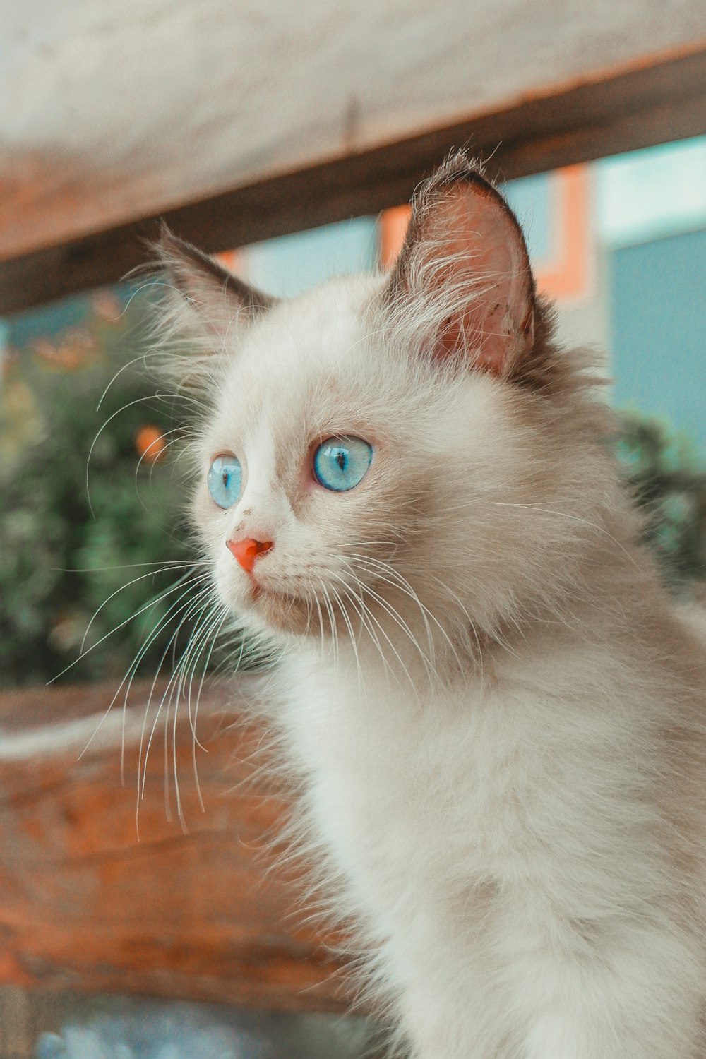 um gato branco com olhos azuis sentado em um banco