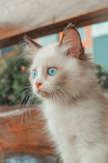 A fluffy white kitten with striking blue eyes is gazing intently to the side. The kitten's ears are perked up, and its fur is soft and slightly tousled. In the background, there are blurred green plants and wooden elements, creating a warm, natural setting.