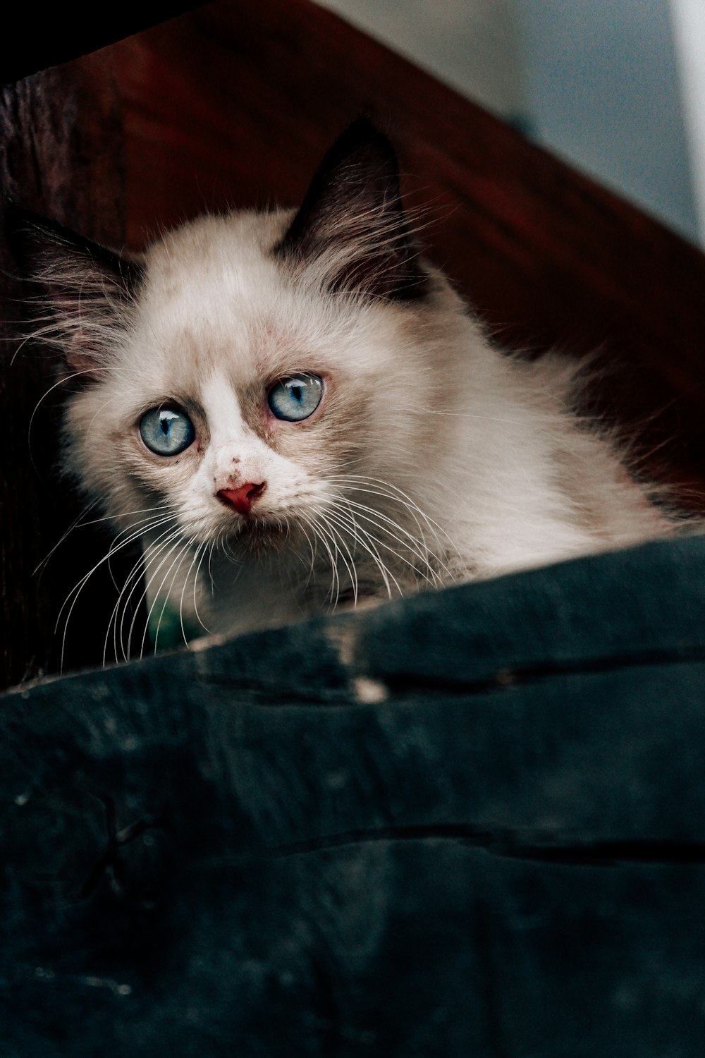 a white kitten with blue eyes looking out of a window