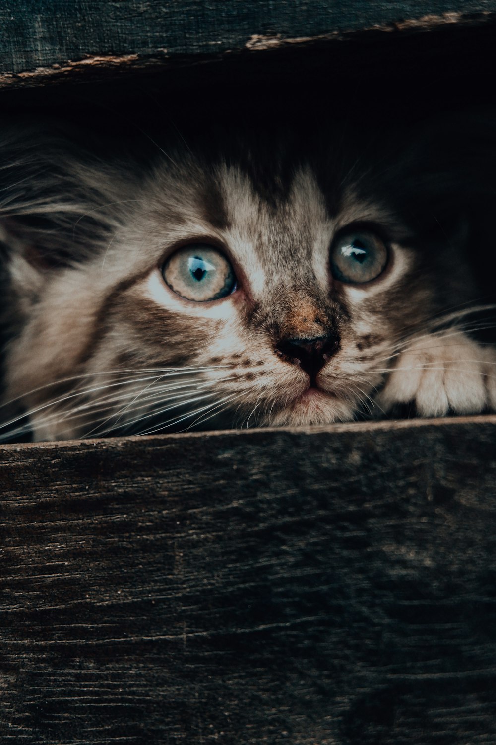 a cat with blue eyes peeking out of a wooden box