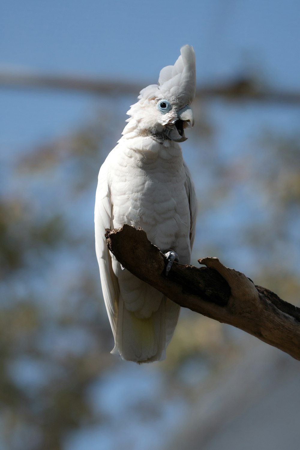 a white bird with blue eyes sitting on a branch