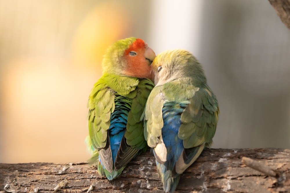 a couple of birds that are sitting on a branch