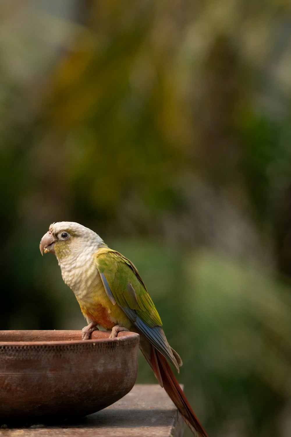 a parrot sitting on top of a bowl on a table