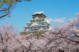 a tall building surrounded by cherry blossom trees