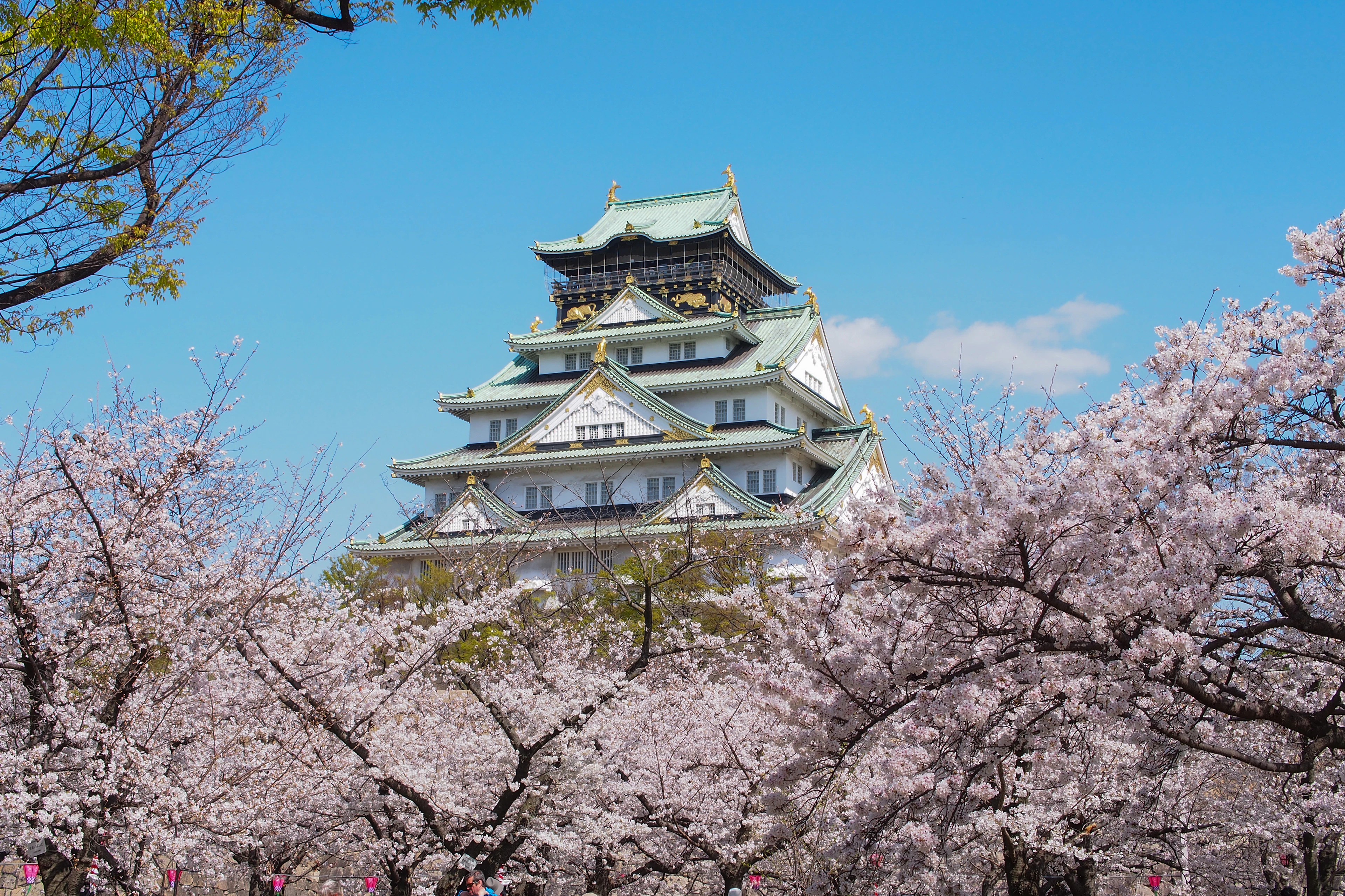 Osaka Castle's green-tiled keep above a bank of cherry blossom in full bloom