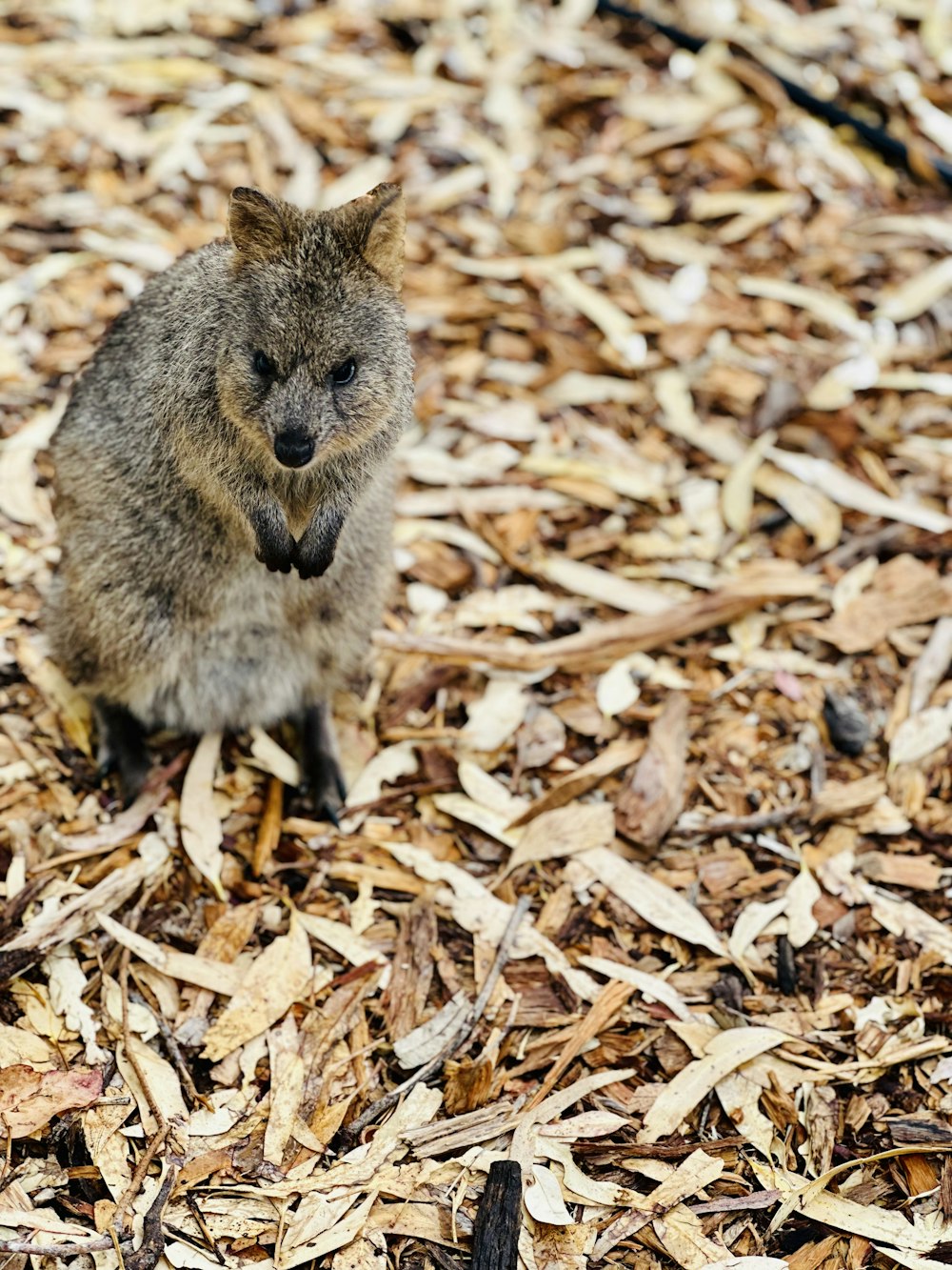 Un piccolo animale seduto sopra una pila di trucioli di legno