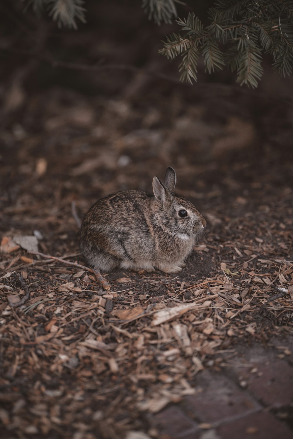 a small rabbit is sitting on the ground