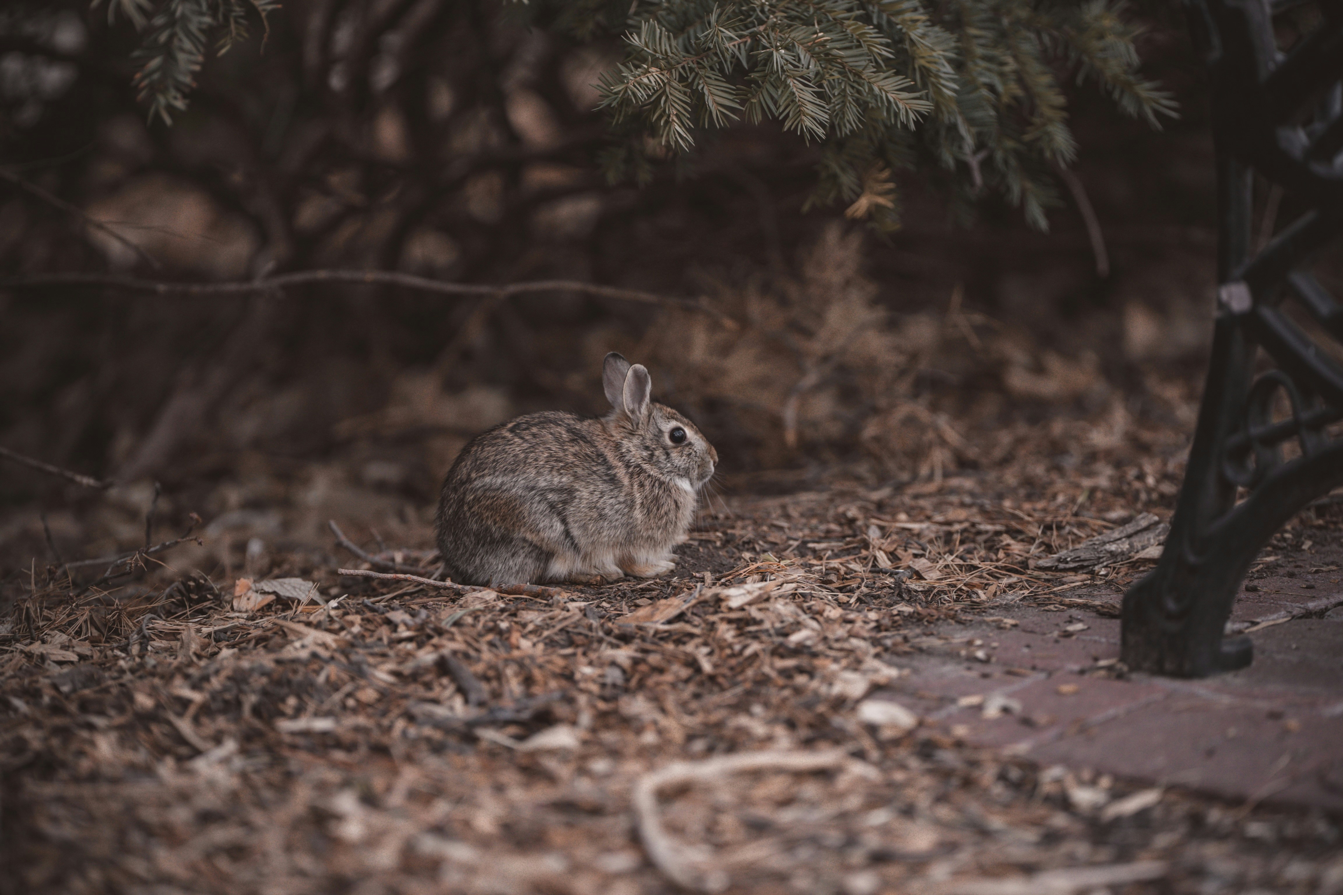 a rabbit sitting in the middle of a forest