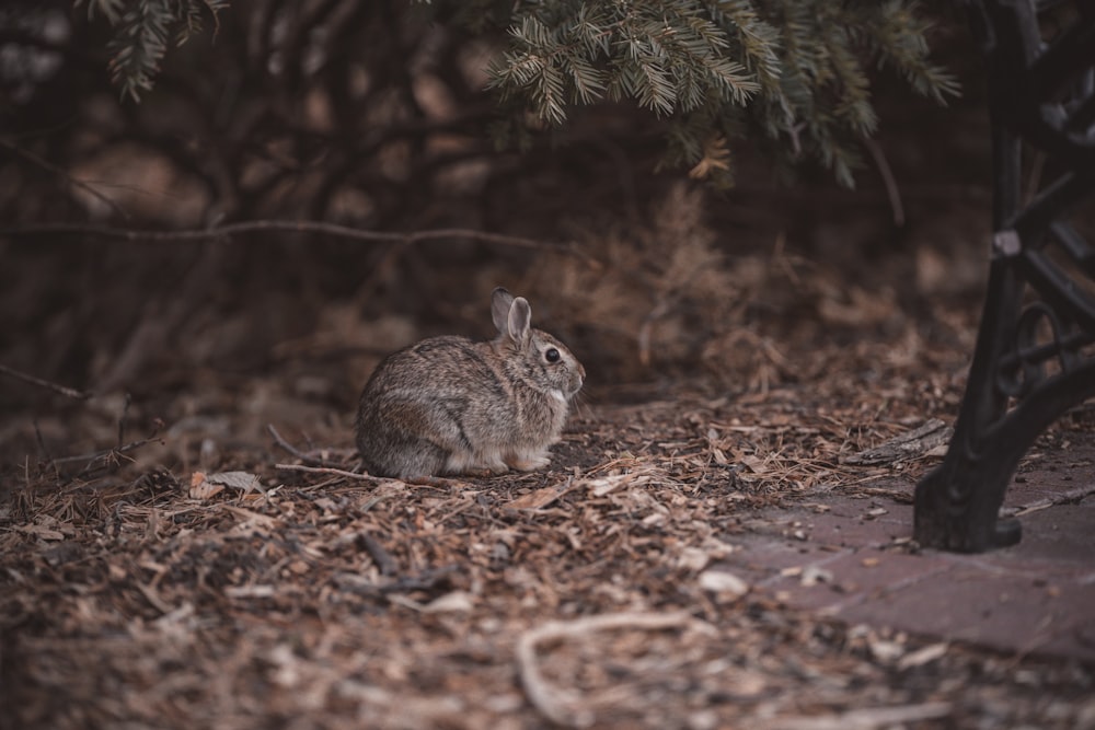 a rabbit sitting in the middle of a forest