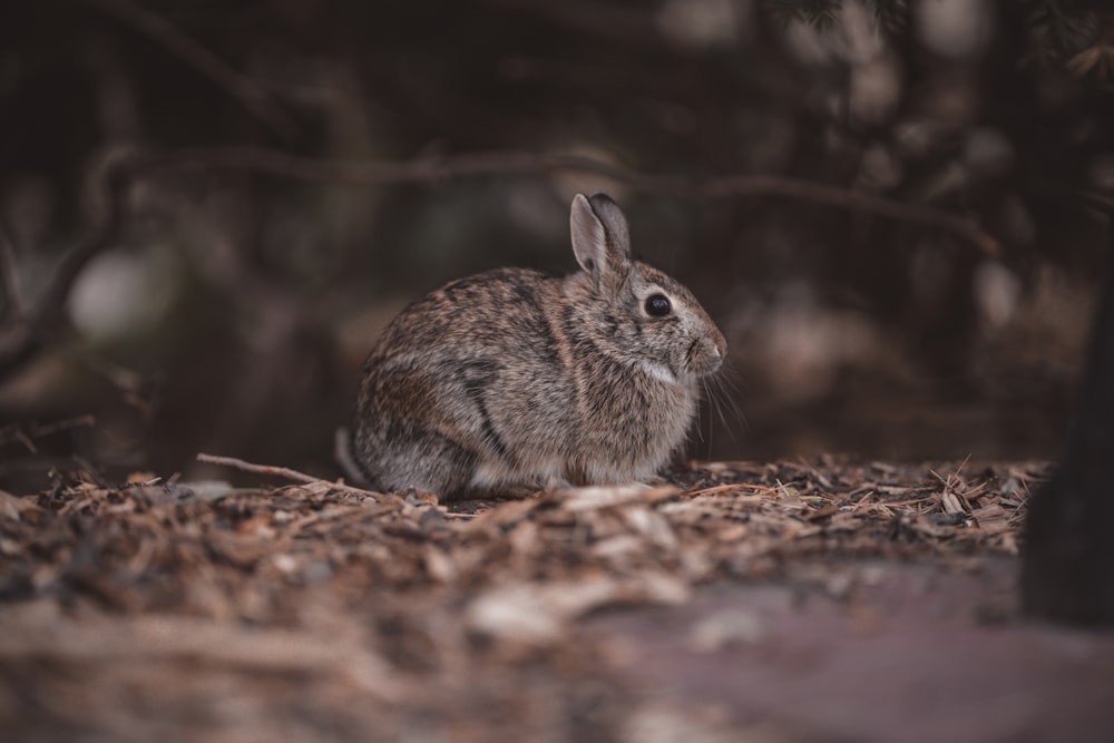 a small rabbit sitting in the middle of a forest
