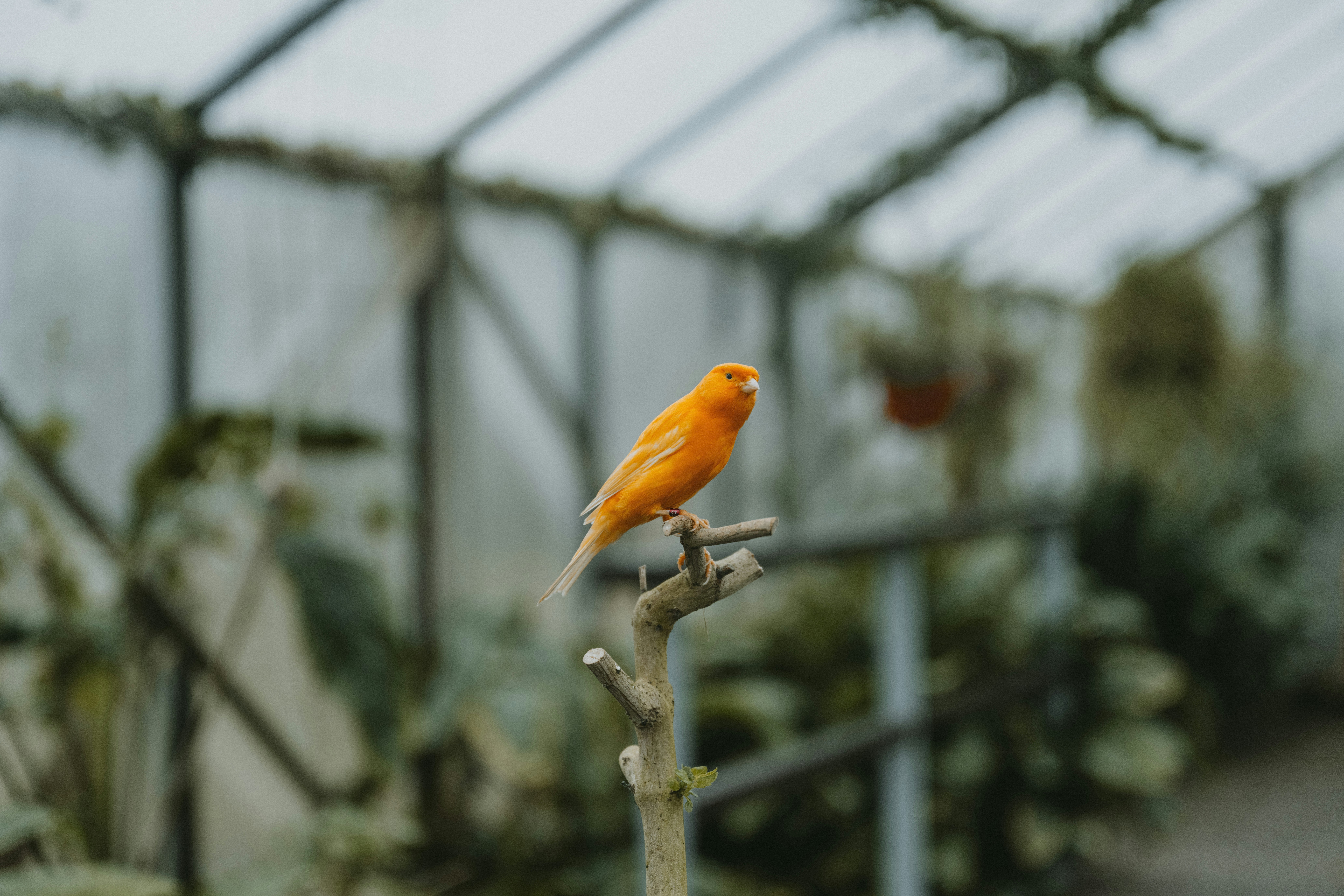How to Boost a Bird