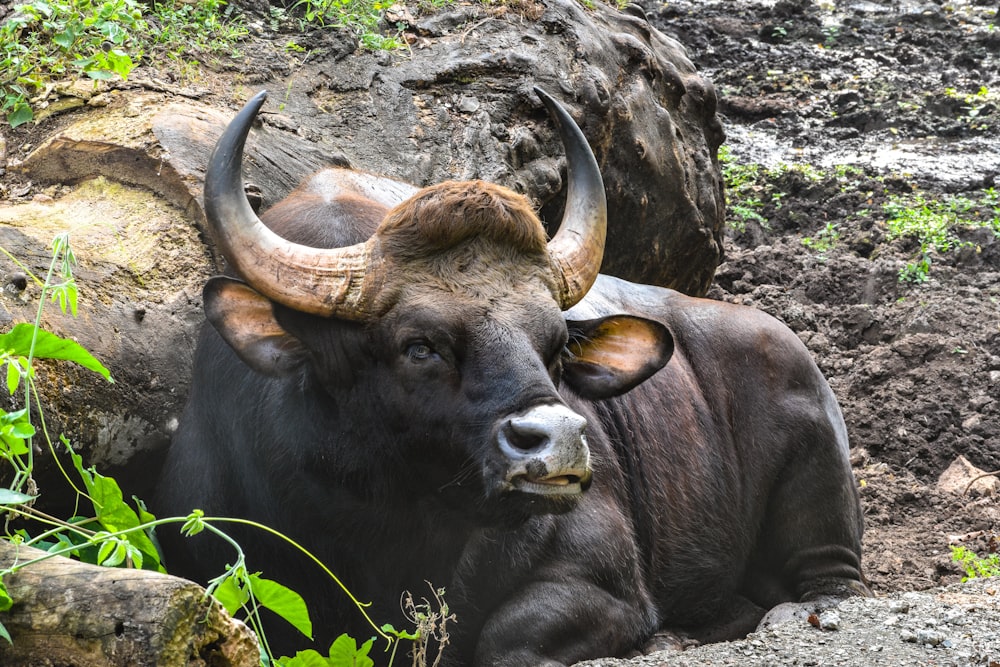a bull with large horns laying on the ground