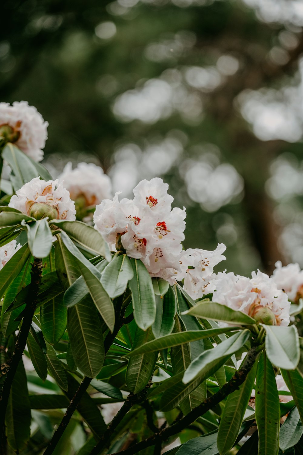 a bunch of flowers that are on a tree