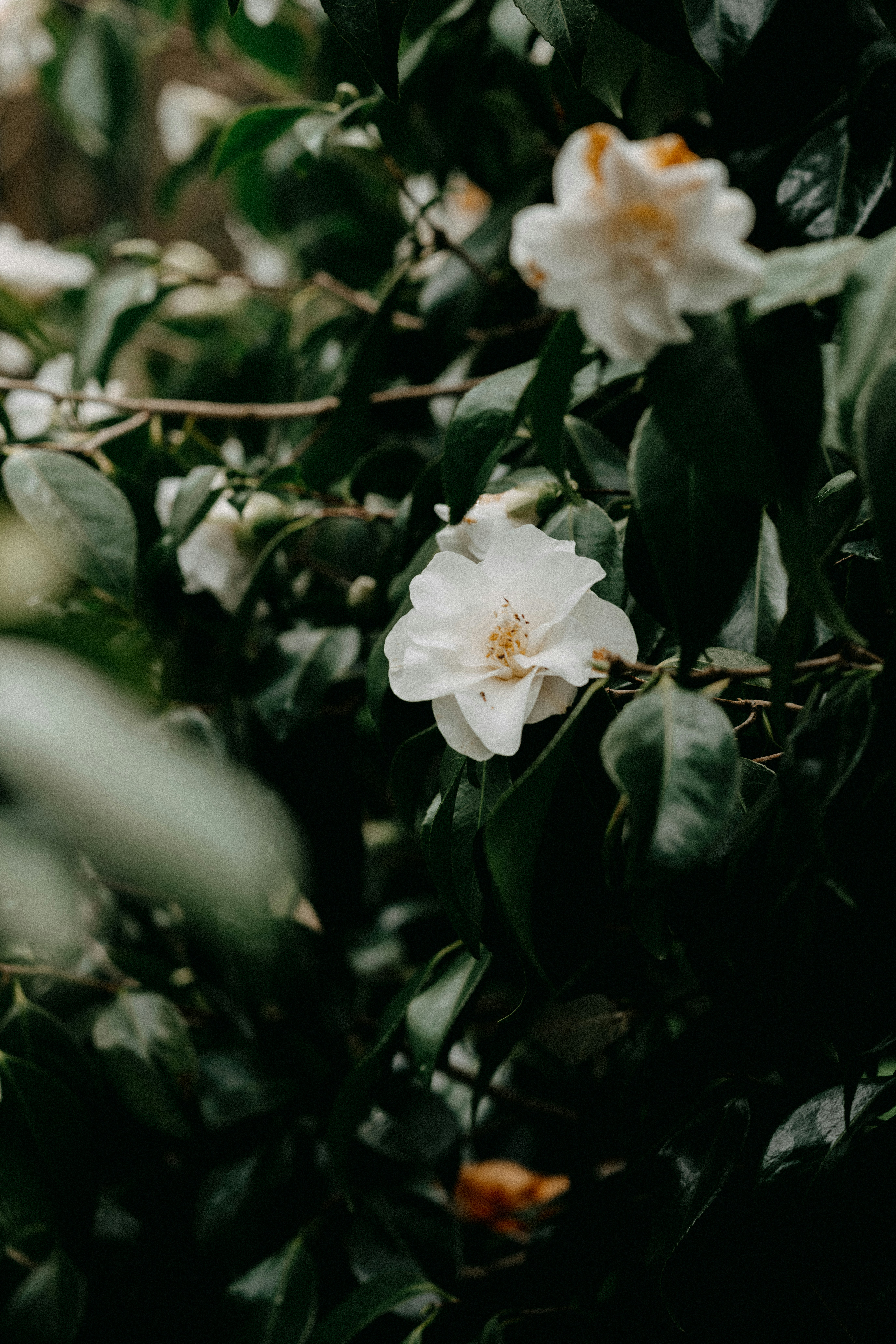 Photo by anniespratt