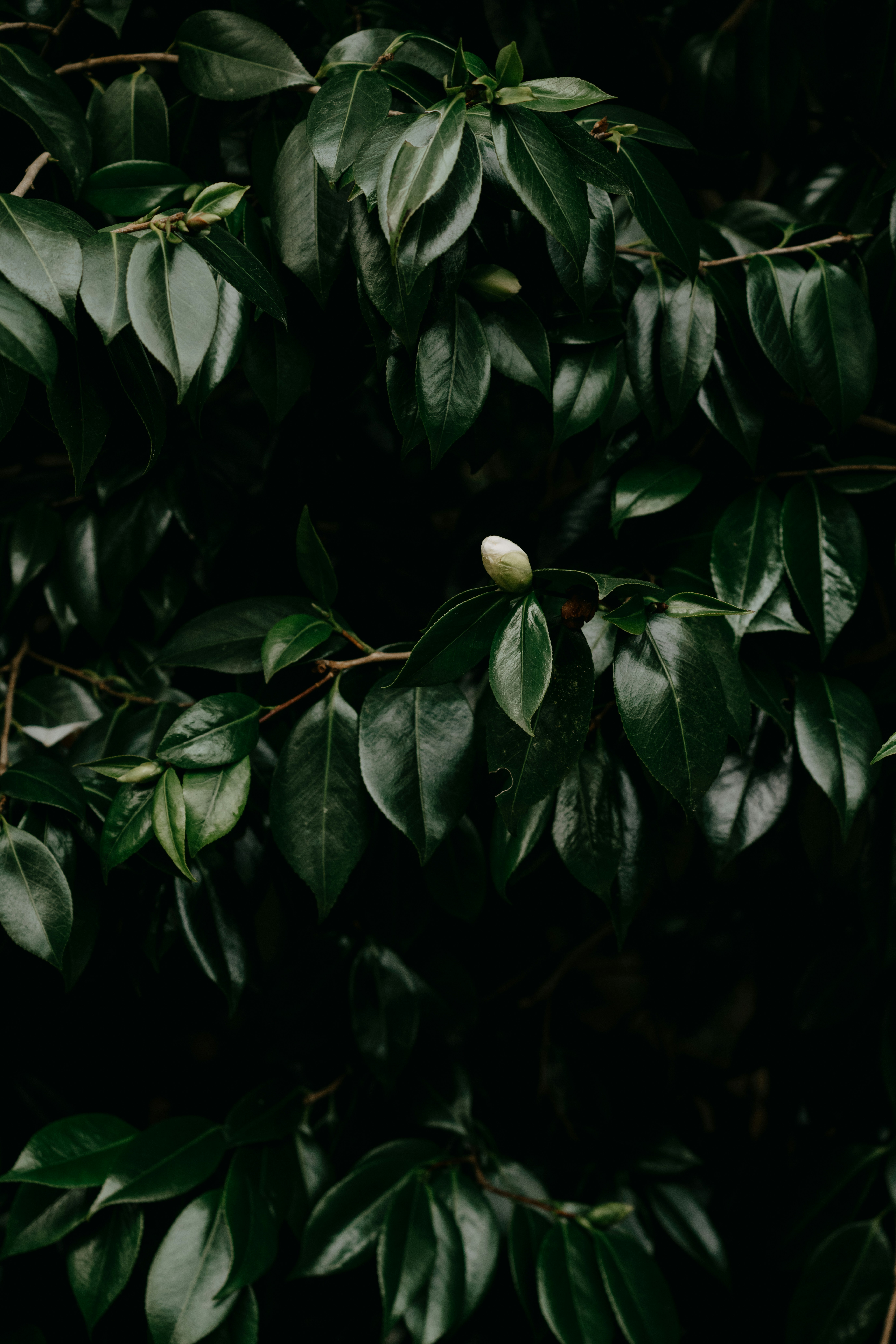 Photo by anniespratt