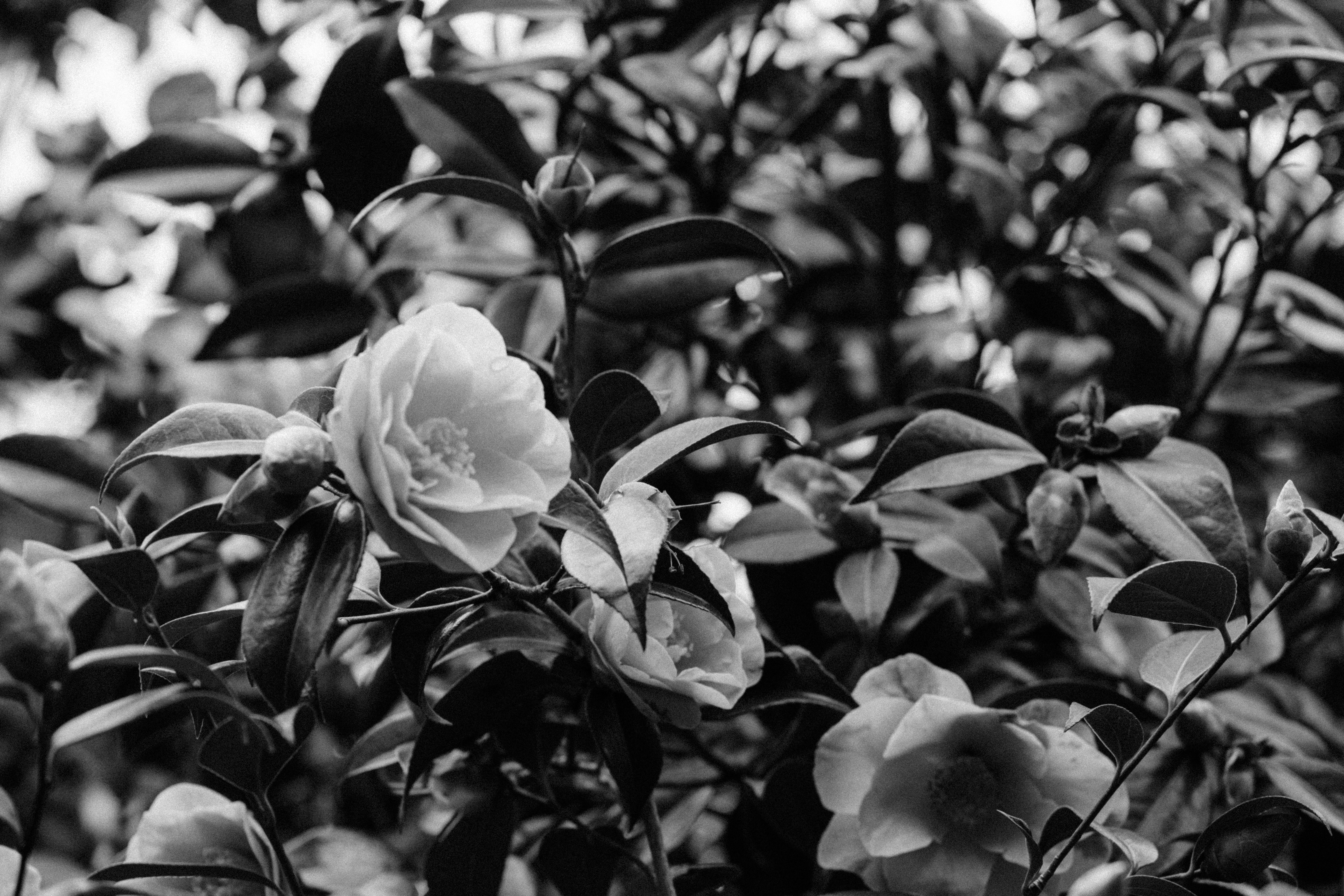 Photo by anniespratt