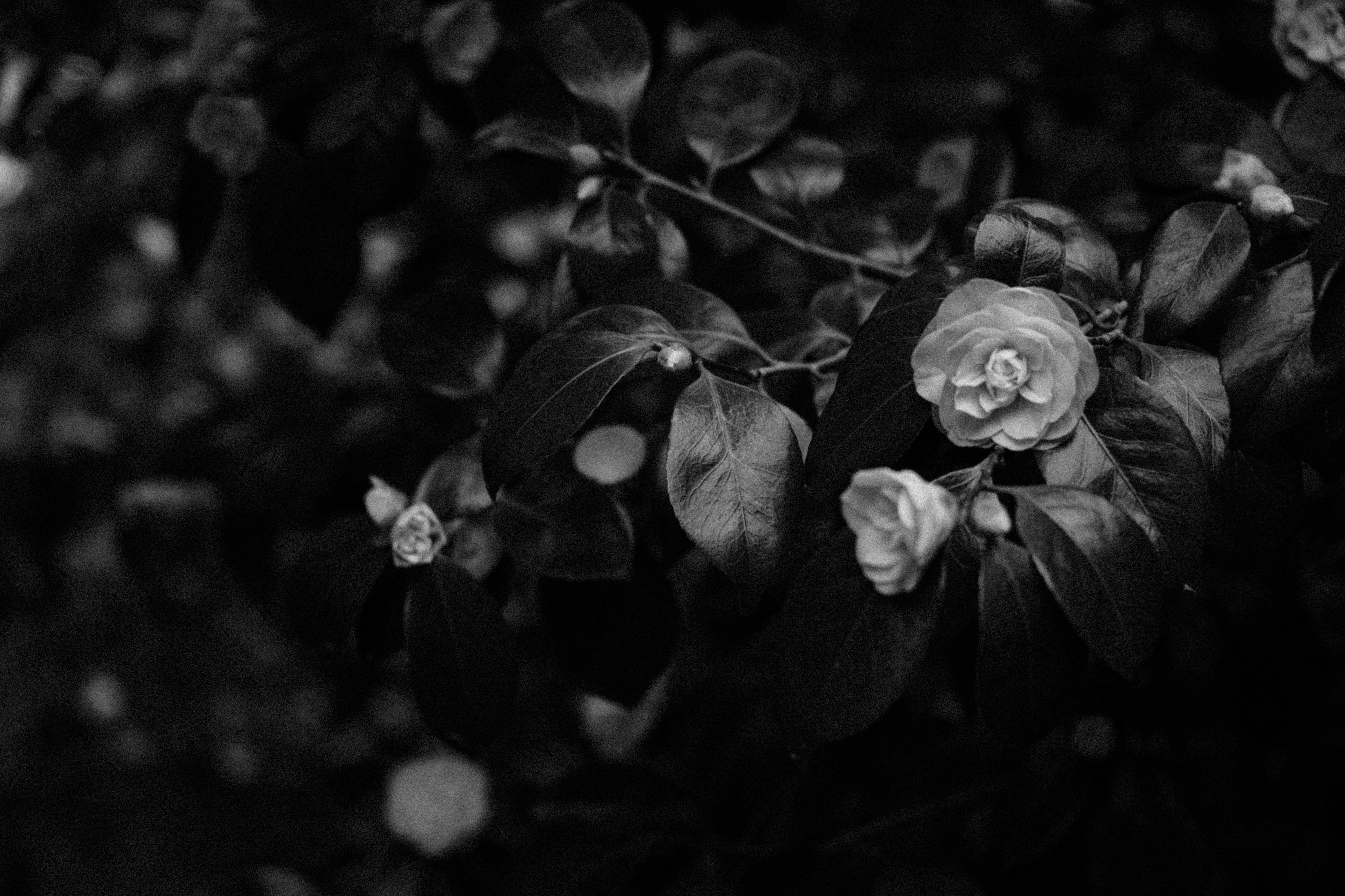 Photo by anniespratt