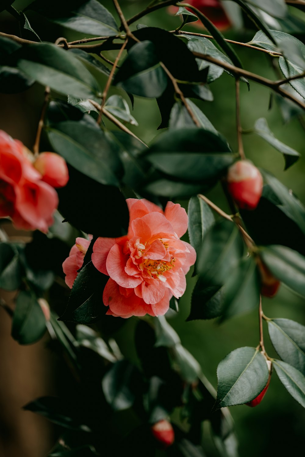 a close up of a flower on a tree