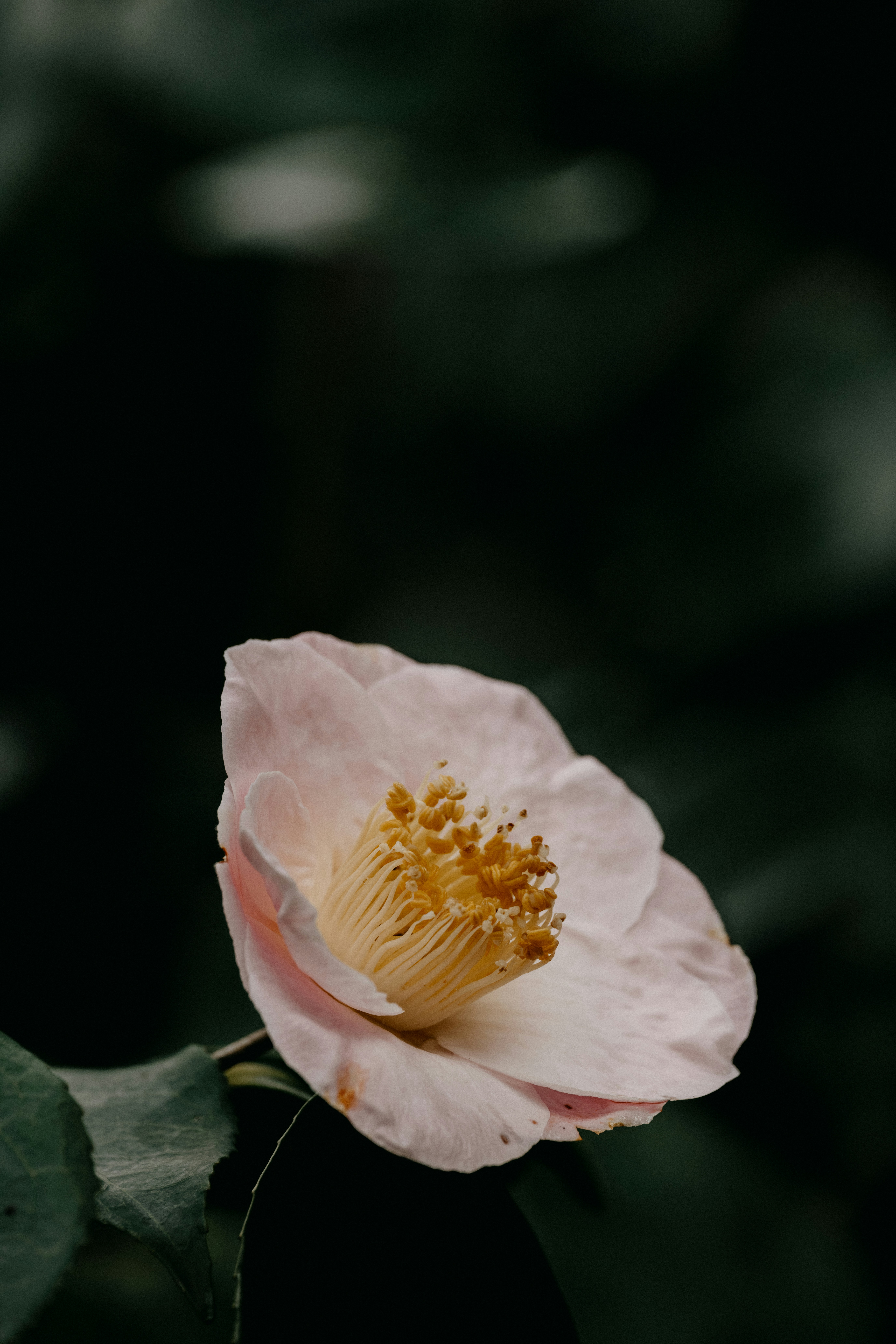 Photo by anniespratt