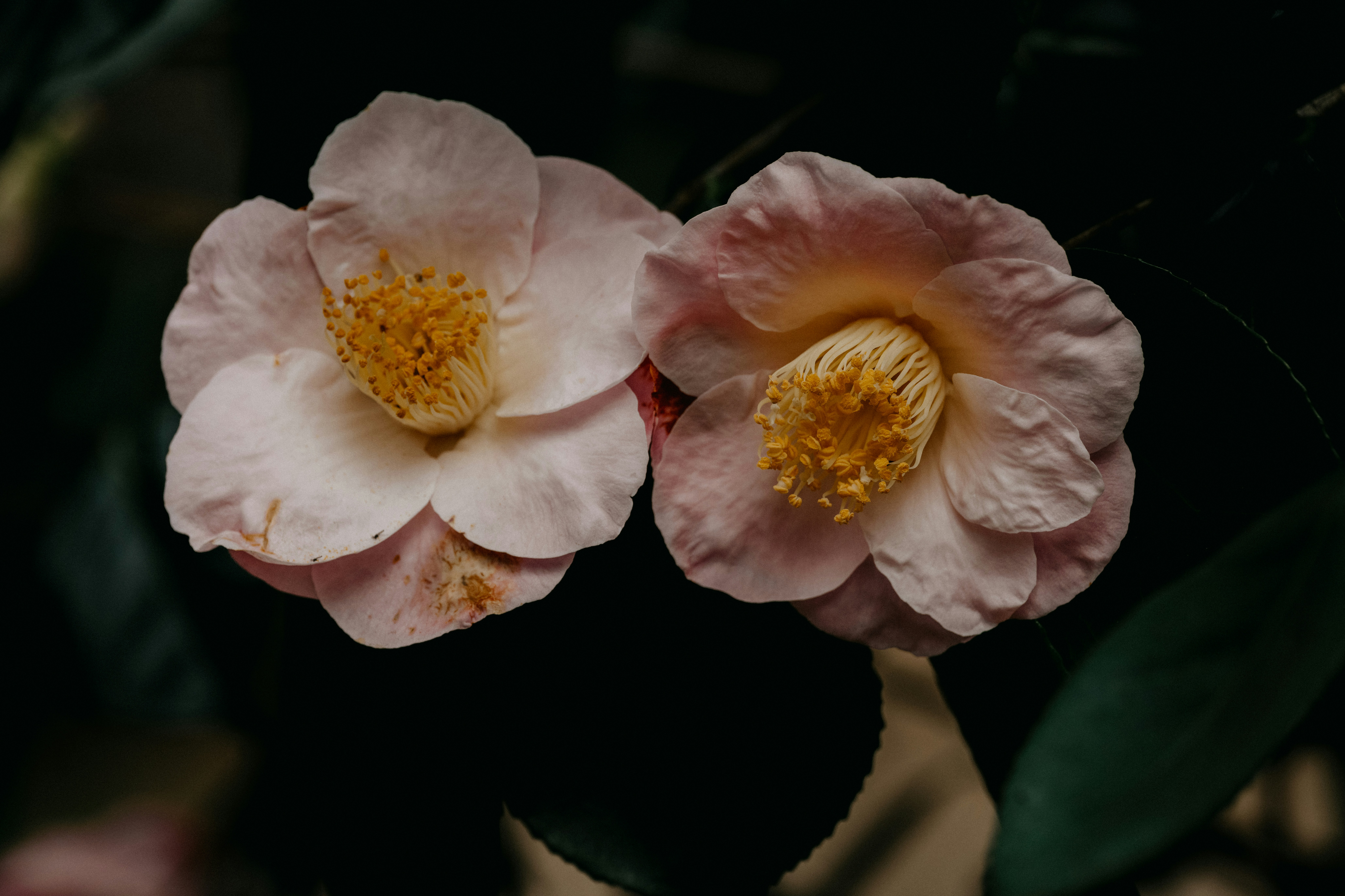 un paio di fiori rosa seduti sopra una pianta