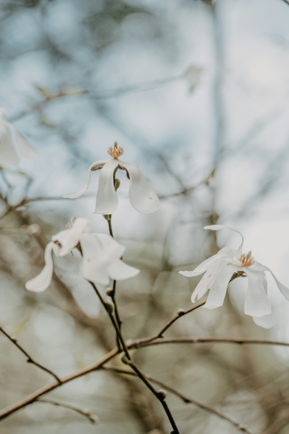 a white flower is blooming on a tree branch