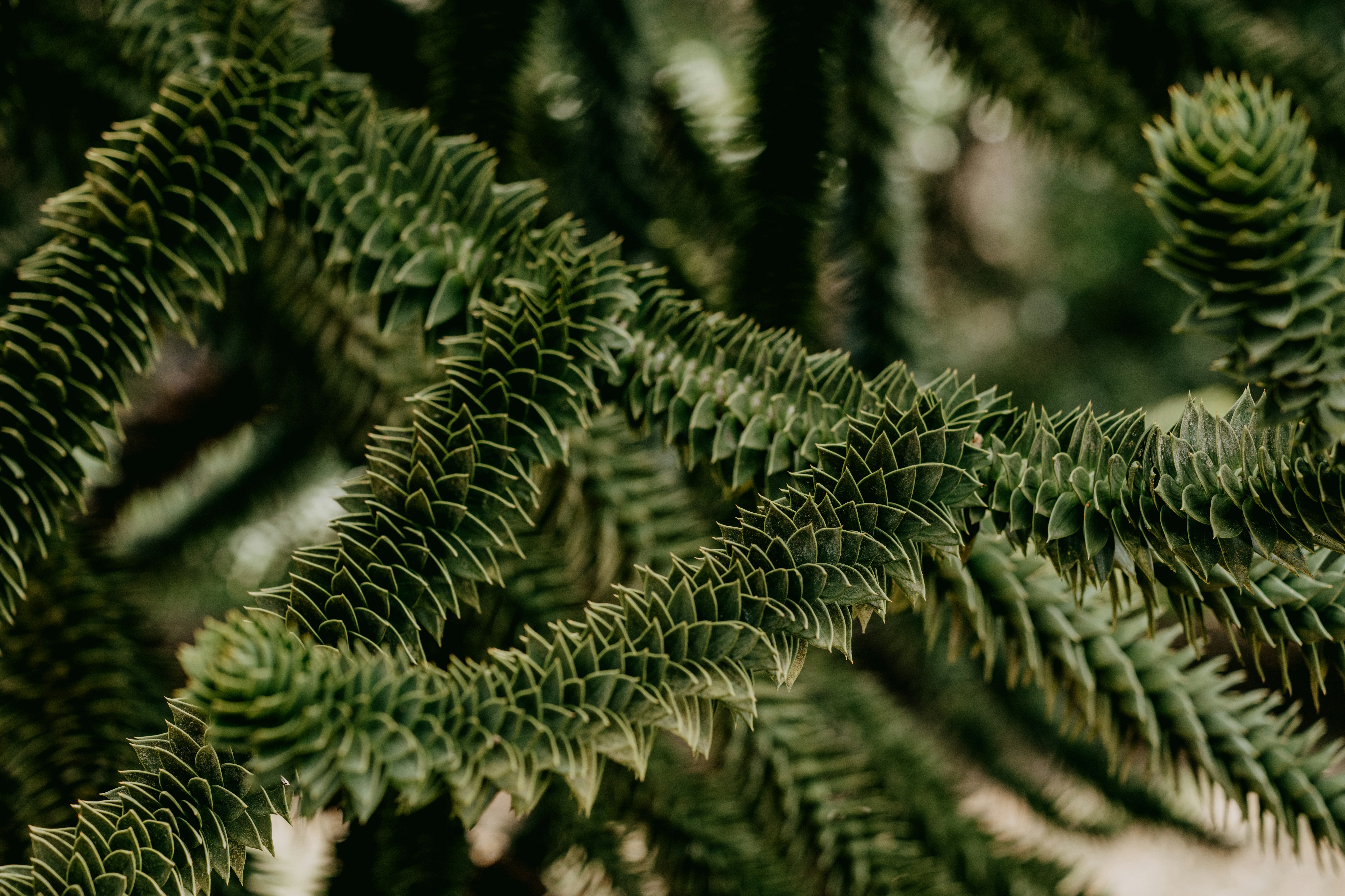 Photo by anniespratt