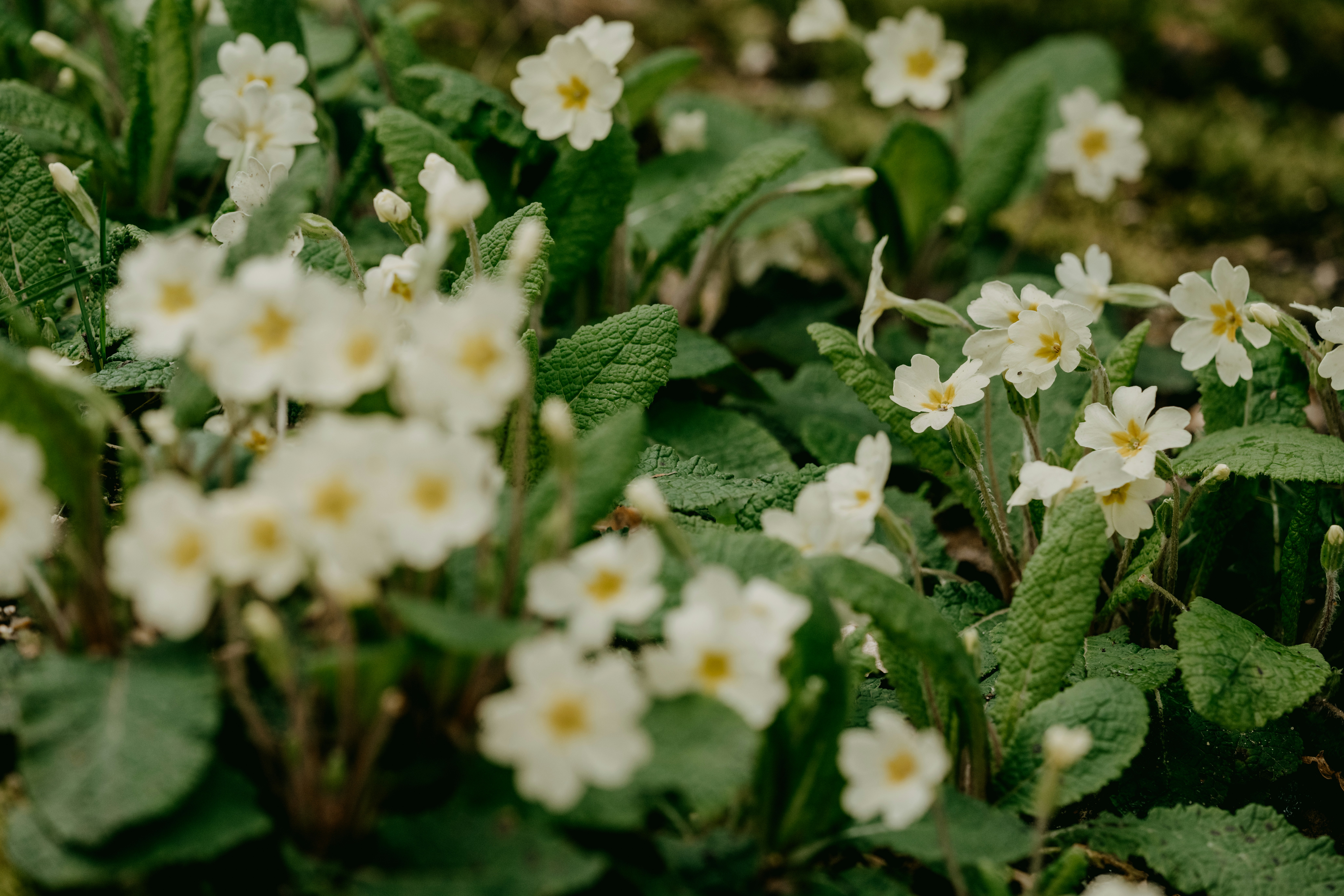 Photo by anniespratt