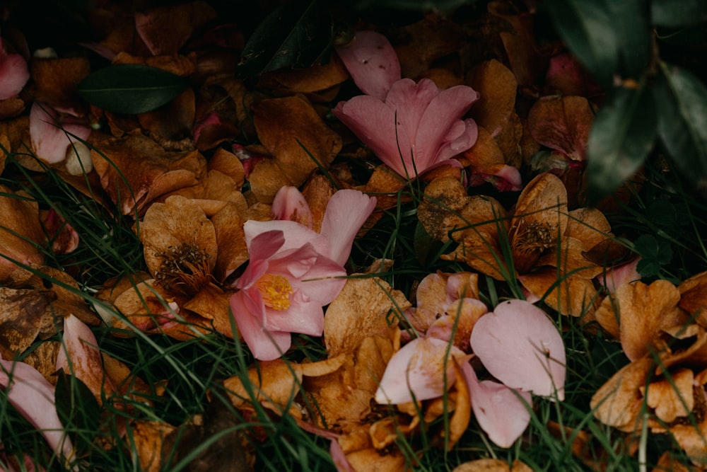 a bunch of flowers that are laying on the ground