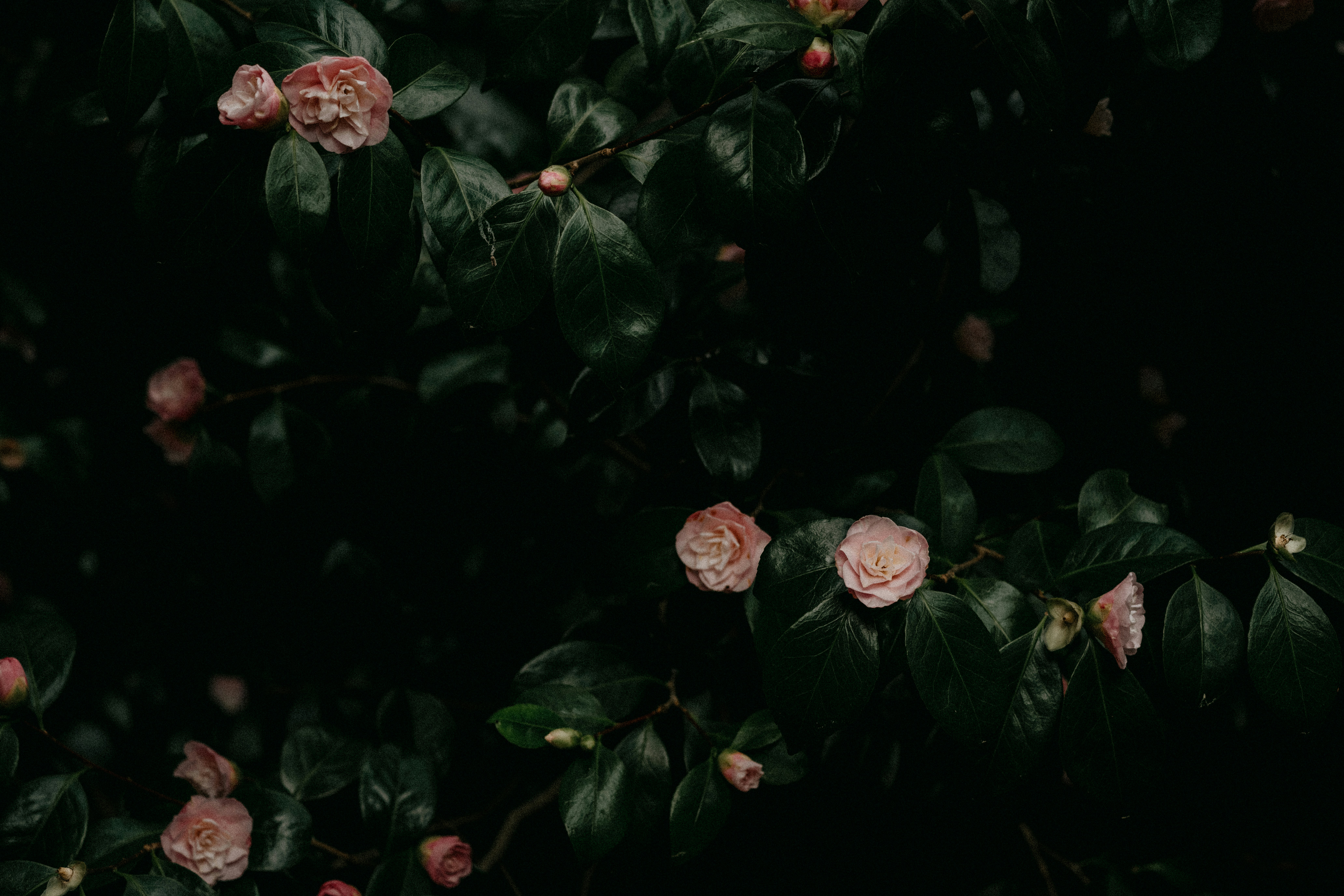 Photo by anniespratt