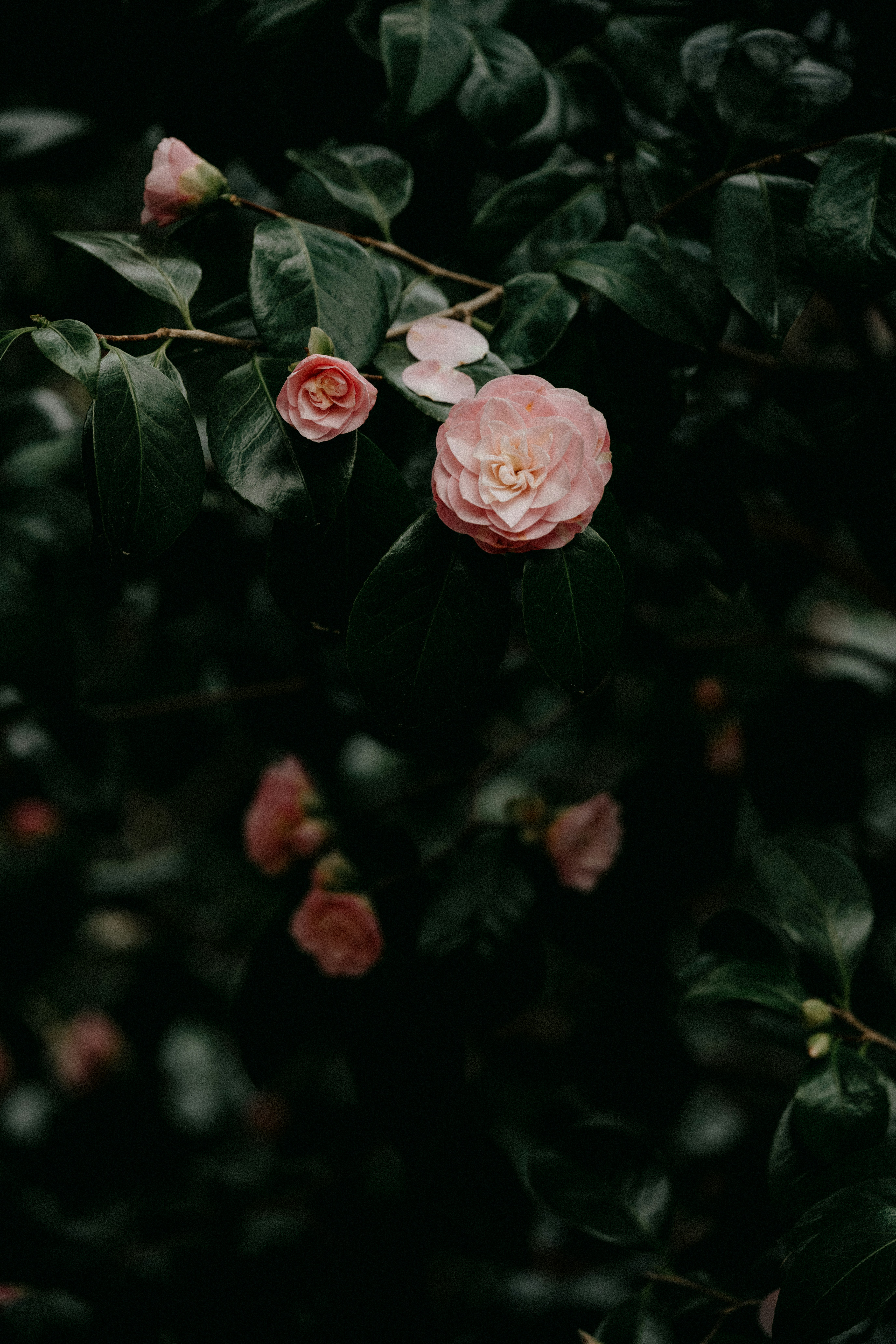 a pink flower is blooming on a tree branch