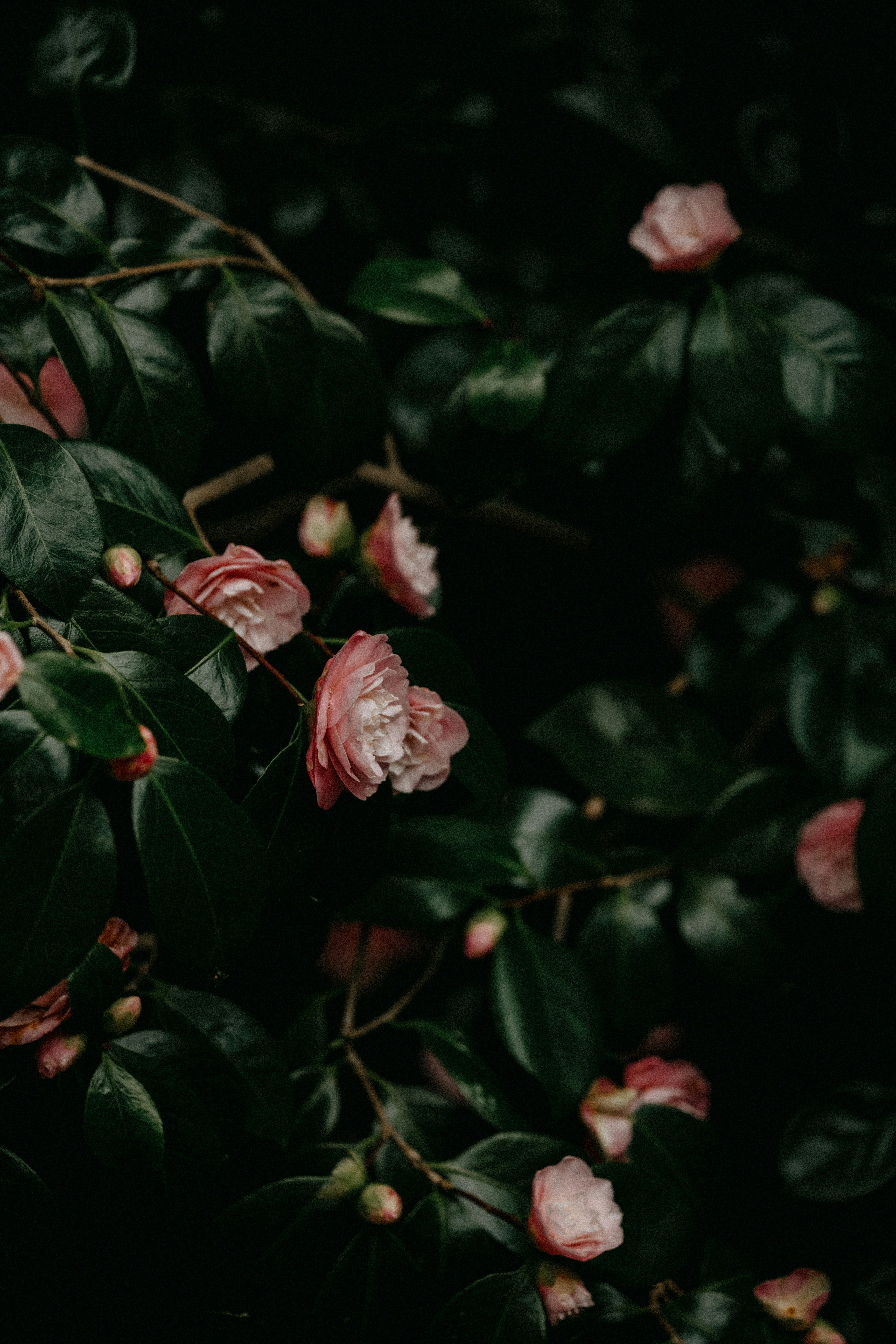 Photo by anniespratt