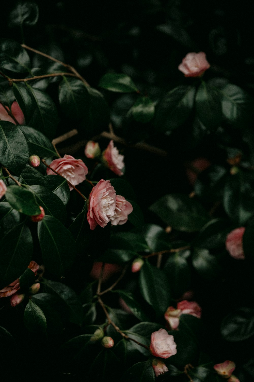 a bunch of flowers that are on a tree